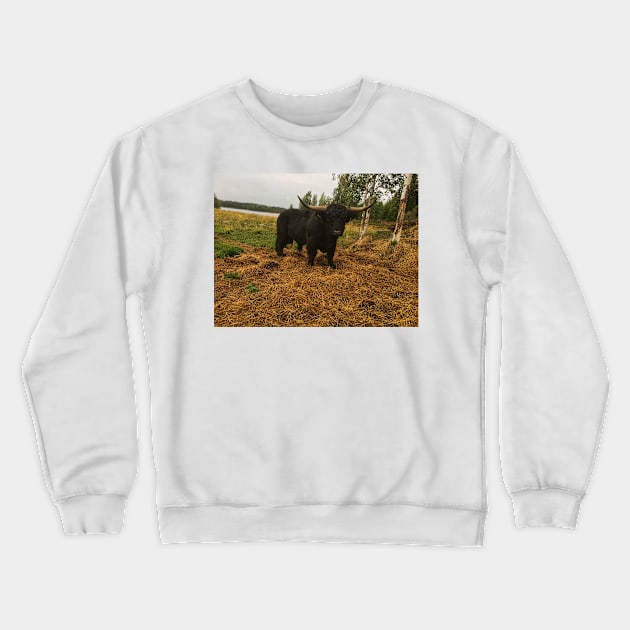 Scottish Highland Cattle Dark Black Bull With Big Horns 2096 Crewneck Sweatshirt by SaarelaHighland